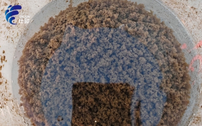市政污泥使用污泥增效劑 這絮凝效果如何？-青島仕駿